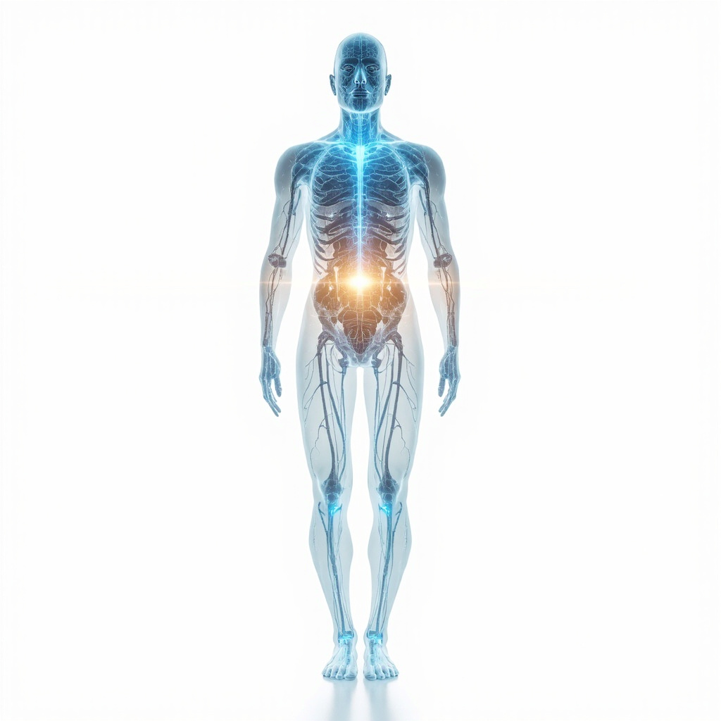 A serene, high-tech visualization of a human silhouette showing a glowing network of electrical pathways, with soft blue and gold light representing energy balance and coherence, white background, professional medical illustration style.