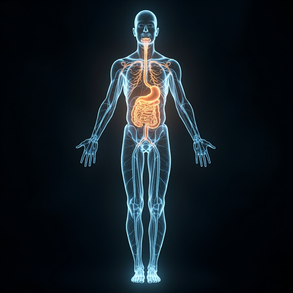 A serene, abstract visualization of energy flow in the human body, with soft, glowing pathways connecting the digestive system to the nervous system, symbolizing balance and harmony.
