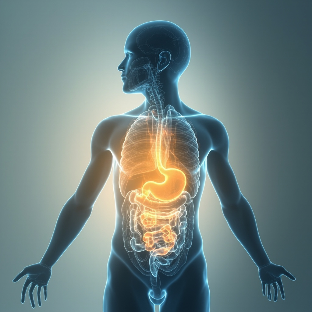 A soft, abstract representation of a calm, flowing energy field inside a human silhouette, focused on the digestive area, warm gold and soothing blue tones, professional and clean aesthetic.